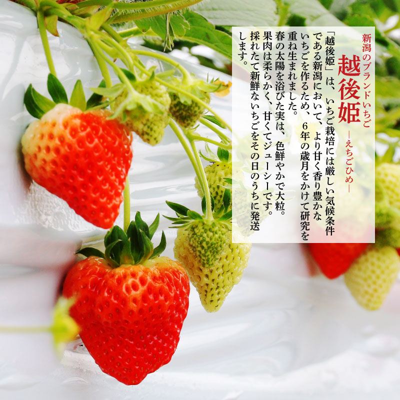 いちご 越後姫 3L～2L 24粒 30粒 採れたて 苺 イチゴ 新潟県 新発田市 えちごひめ 朝どれ 大きい 甘い 生産者直送 農家 直送 数量限定 季節限定 期間限定 C11_02