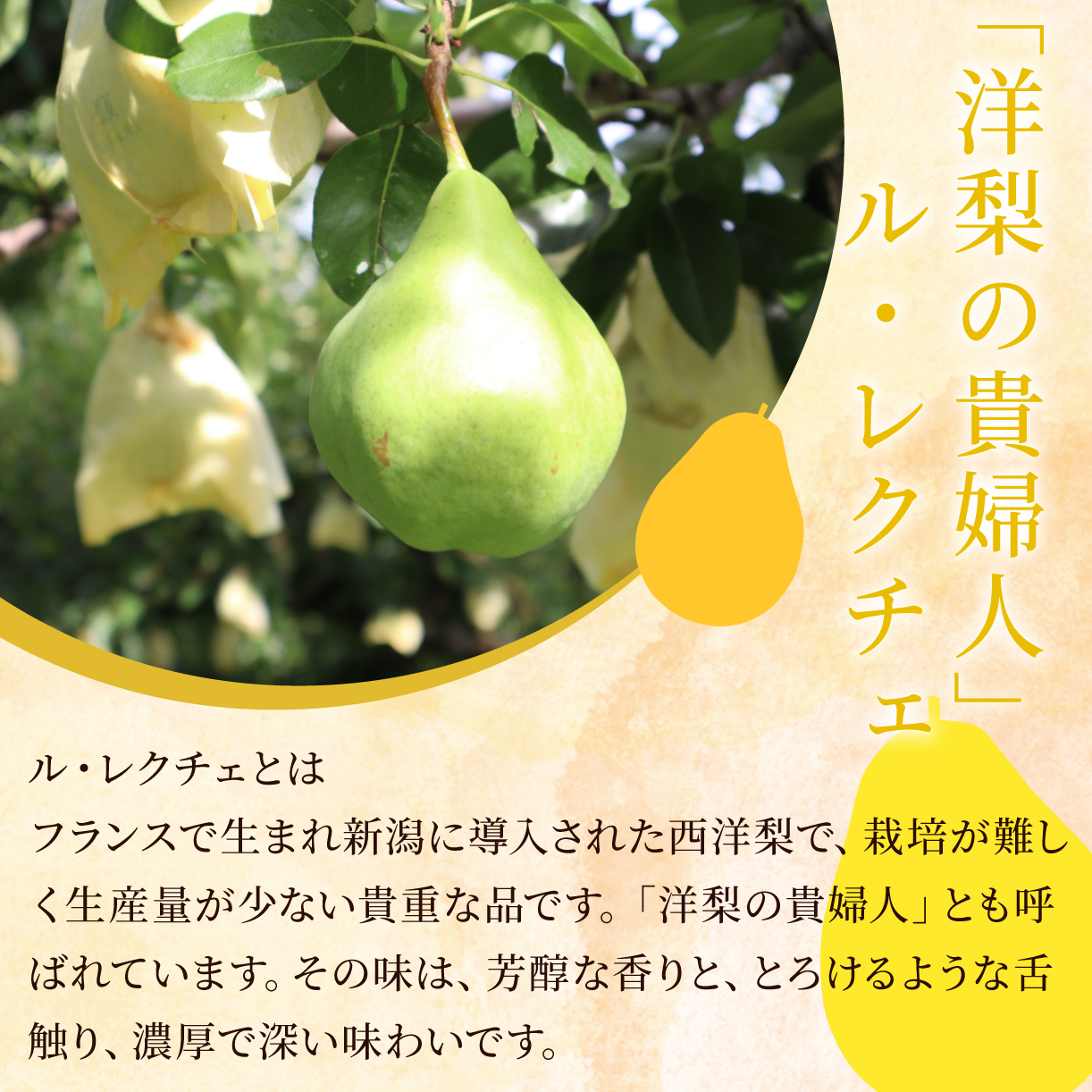 ル・レクチェ満足セット　【 髙橋農園 ル・レクチェ セット コンポート ジャム ジュース 西洋梨 通年 C47 】