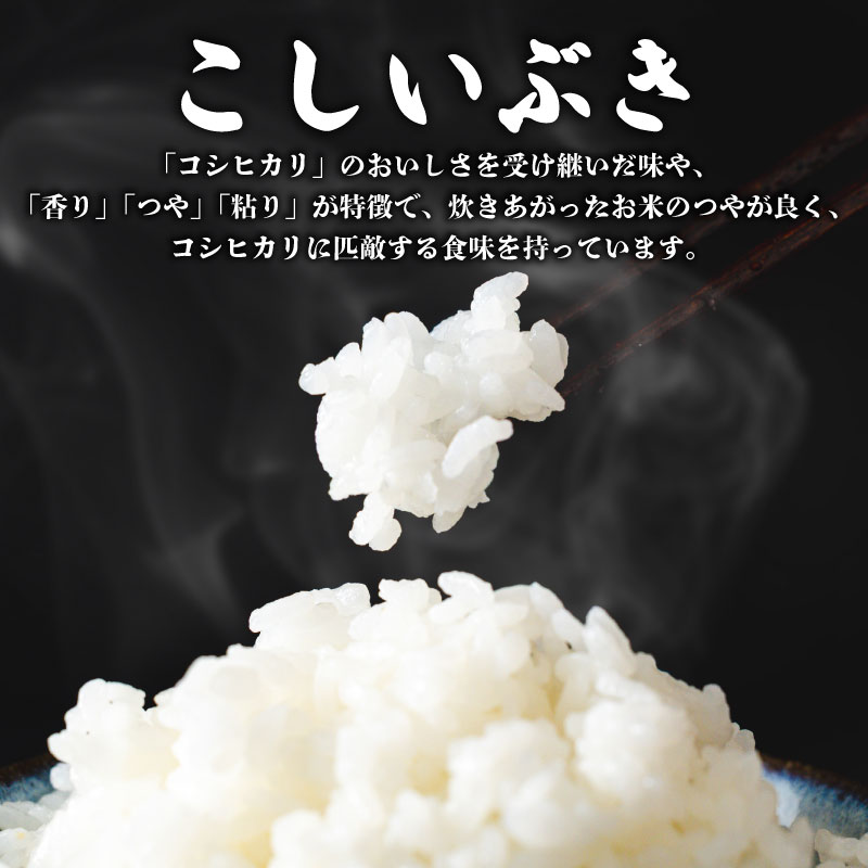 【定期便】 令和7年産 新潟産こしいぶき 10㎏×3か月 【 新潟県 新潟産 新潟米 新発田産 新発田 お米 米 こしいぶき とんとん市場 せいだ 5kg 10kg 30kg 3か月 定期便 数量限定 玄米 D59_04 】