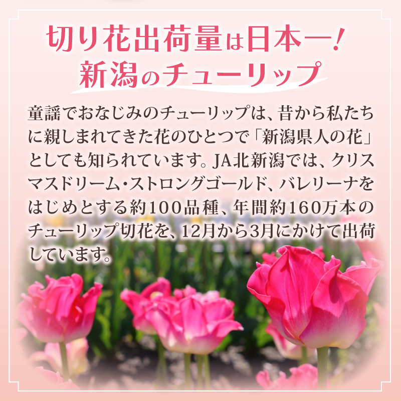 先行予約 チューリップ 30本 色お任せ 3品種 花 お花 はな ちゅーりっぷ 春 インテリア 自宅用 JA北新潟 （北越後）新潟 新発田 JA004