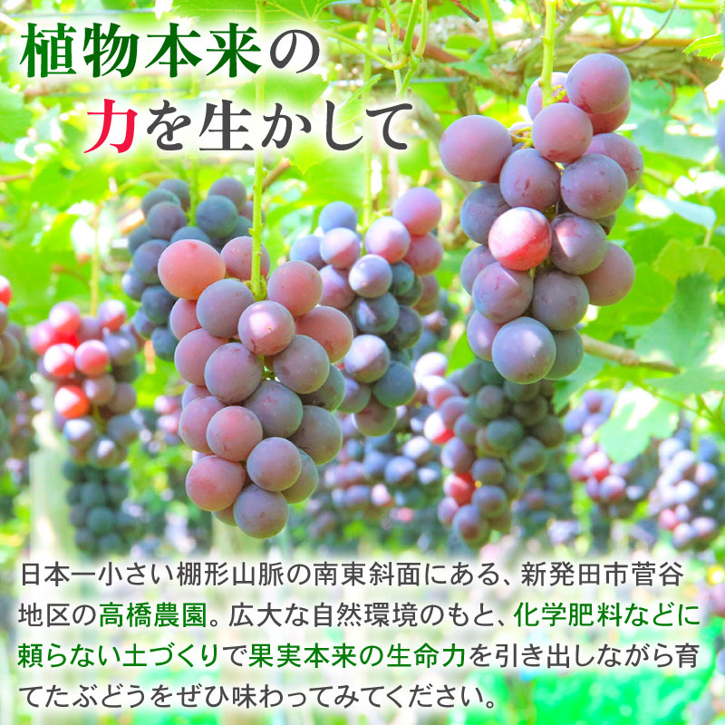 2026年先行予約 ぶどう セット 3種 ぶどう 詰め合わせ セット シャインマスカット ピオーネ クインニーナ 果物 くだもの フルーツ 葡萄 ブドウ ぶどう マスカット シャイン マスカット 髙橋農園 新潟県 新発田市 C12_01