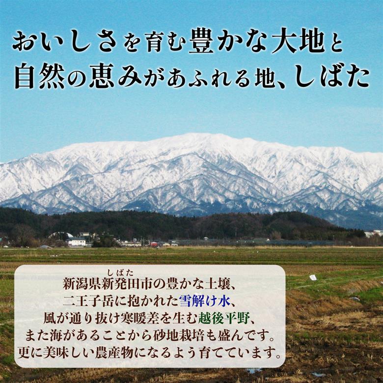 野菜 定期便 3回 8～12種類 旬 おまかせ 野菜BOX 詰め合わせ 野菜定期便 ふるさと納税野菜 やさい ていばん 詰め合わせ セット 産地直送 新鮮 新潟 新発田 seida009_01