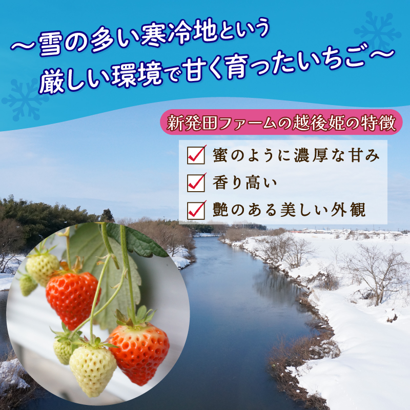 【2026年1月中旬発送開始】 いちご 越後姫 １パック 【 果物 いちご おやつ 健康 フルーツ スイーツ スイーツ作り ケーキ ケーキ作り 数量限定 先行予約 新潟県 新発田市 shibatafarm001 】