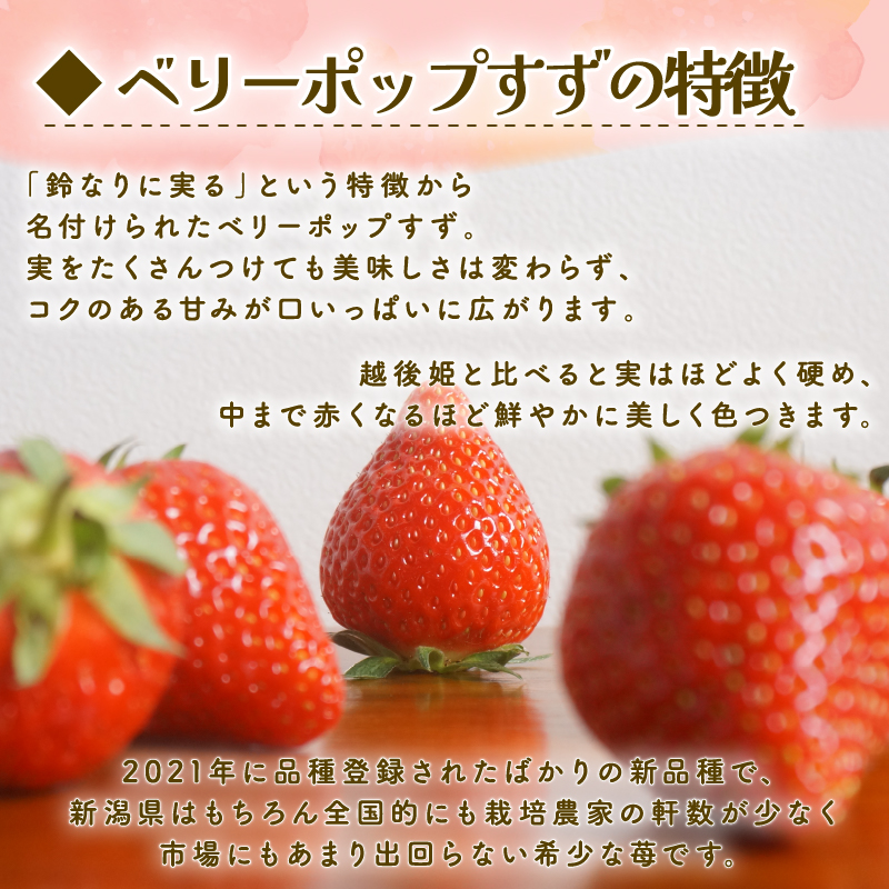 【2026年1月末発送開始】 いちご １パック 12or15粒 ベリーポップ 果物 いちご おやつ 健康 フルーツ スイーツ スイーツ作り ケーキ ケーキ作り 数量限定 先行予約 新潟県 新発田市 shibatafarm002