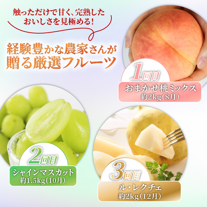 2026年発送 先行予約 果物 定期便 全3回 シャインマスカット 桃 ルレクチェ 洋ナシ ル・レクチェ ぶどう くだもの フルーツ 新潟 新発田 髙橋農園 takahashi004