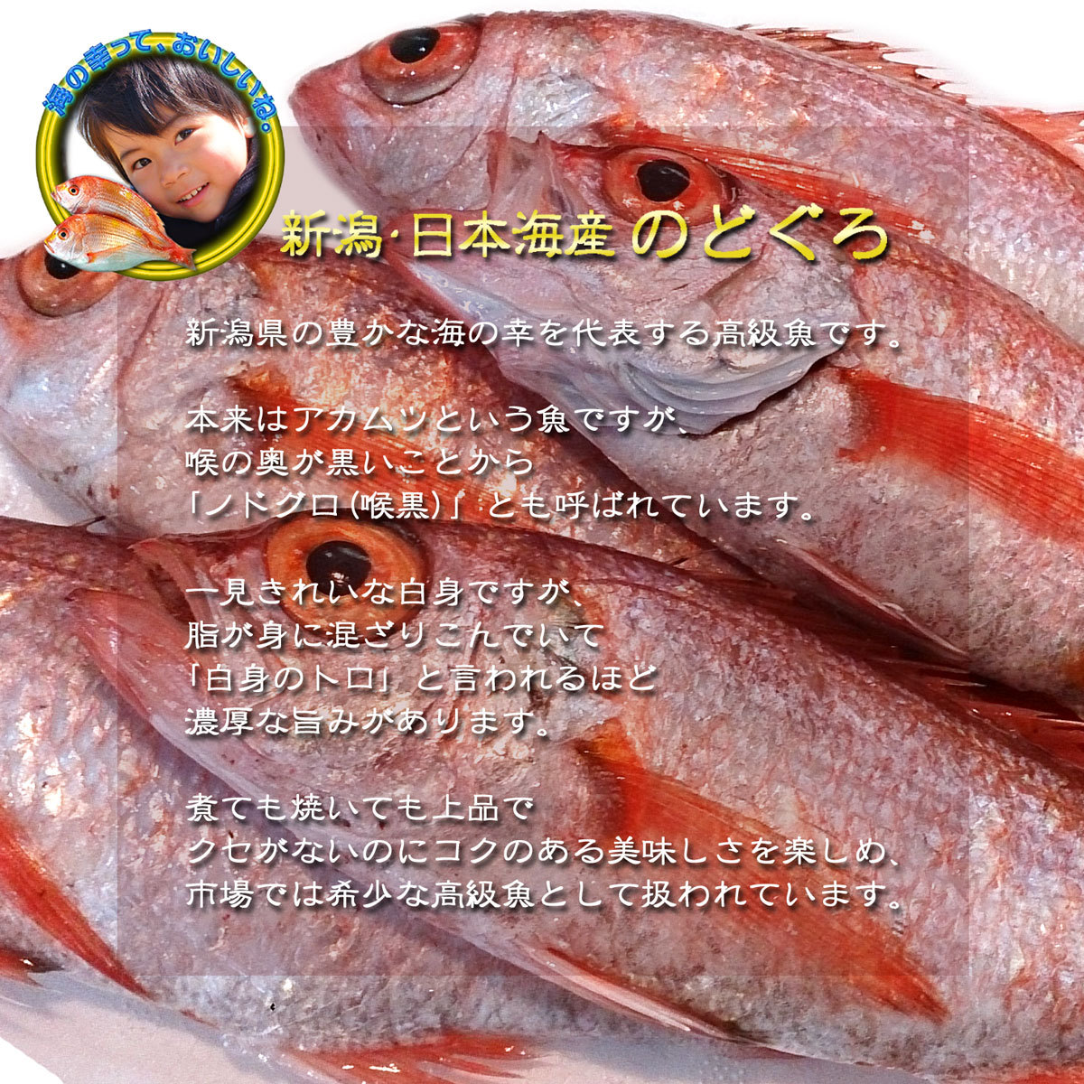 ノドグロ 10尾セット 1尾 約100g以上 新潟 日本海産 高級魚 アカムツ 新鮮 真空 急速冷凍 冷凍 魚介類 日本海 新潟産 国産 松竹梅 魚介 年末 推し【梅】uomizushima005