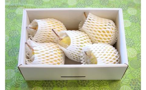 2025年産先行予約 西洋梨 ル・レクチェ 5~7玉 【 新潟県 新発田市 5〜7玉 ル・レクチェ ルレクチェ 西洋梨 西洋なし 洋ナシ 西洋 なし 梨 高橋農園 数量限定 C07_01 】