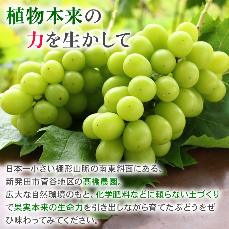 2026年先行予約 シャインマスカット 約1.2kg 2～3房 マスカット 果物 くだもの フルーツ スイーツ 葡萄 ブドウ ぶどう 髙橋農園 新潟県 新発田市 C06_01