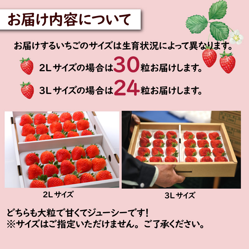 いちご 越後姫 3L～2L 24粒 30粒 採れたて 苺 イチゴ 新潟県 新発田市 えちごひめ 朝どれ 大きい 甘い 生産者直送 農家 直送 数量限定 季節限定 期間限定 C11_02