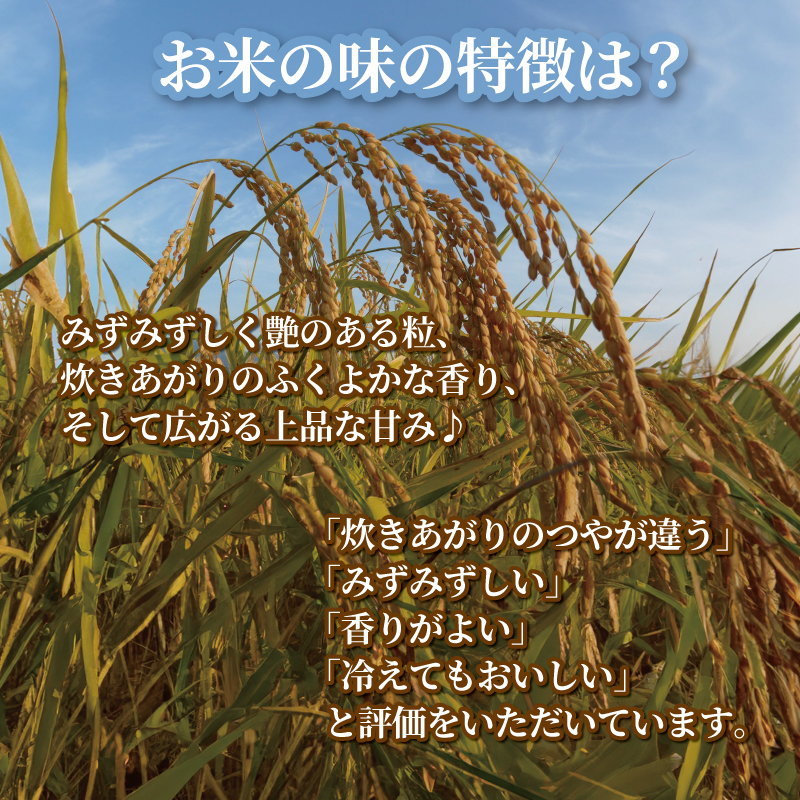 令和5年産 JA北新潟コシヒカリ5㎏×2袋 特別栽培米　【 新潟県産 新発田産 米 コシヒカリ JA北新潟 特別栽培米 5kg 2袋 10kg D04 】