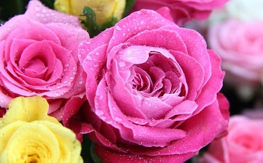 生産者直送！バラの花束 お任せ同系色20本 【 バラ 生花 花束 フラワーアレンジメント 記念日 母の日 父の日 ギフト プレゼント 花 20本 同色系 G02_03 】