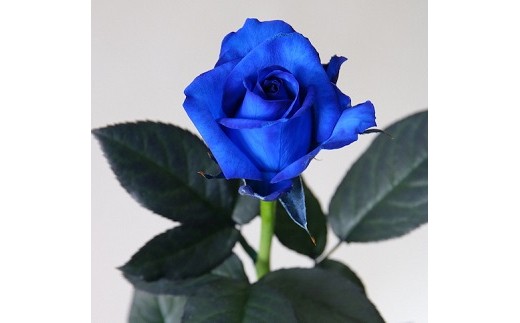 生産者直送！バラの花束 神秘的な青い染めバラ10本 【 バラ 生花 花束 フラワーアレンジメント 記念日 母の日 父の日 ギフト プレゼント 花 10本 染めバラ 青 G06_01 】