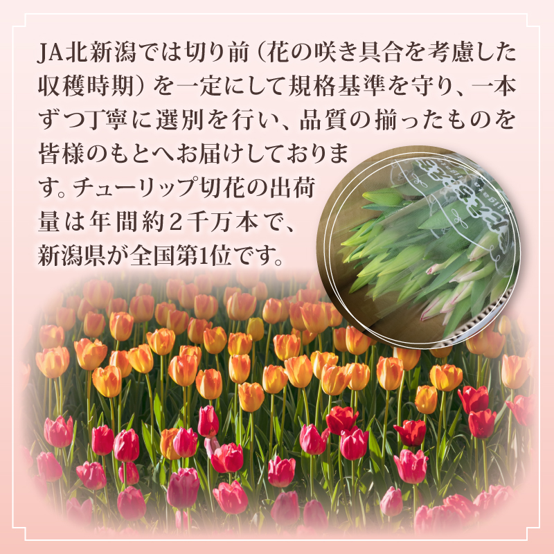 先行予約 チューリップ 30本 色お任せ 3品種 花 お花 はな ちゅーりっぷ 春 インテリア 自宅用 JA北新潟 （北越後）新潟 新発田 JA004