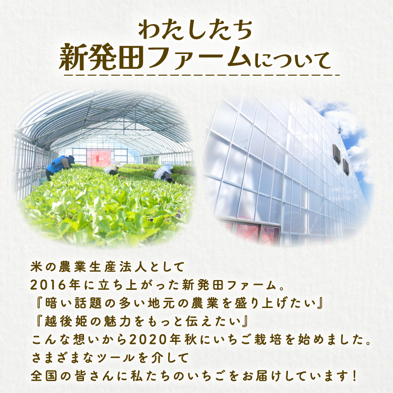 【2026年1月中旬発送開始】 いちご 越後姫 １パック 【 果物 いちご おやつ 健康 フルーツ スイーツ スイーツ作り ケーキ ケーキ作り 数量限定 先行予約 新潟県 新発田市 shibatafarm001 】