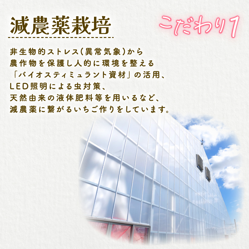 【2026年1月末発送開始】 いちご １パック 12or15粒 ベリーポップ 果物 いちご おやつ 健康 フルーツ スイーツ スイーツ作り ケーキ ケーキ作り 数量限定 先行予約 新潟県 新発田市 shibatafarm002