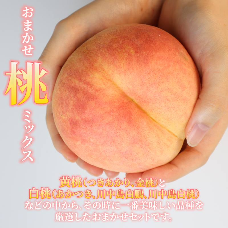 2026年発送 先行予約 果物 定期便 全3回 シャインマスカット 桃 ルレクチェ 洋ナシ ル・レクチェ ぶどう くだもの フルーツ 新潟 新発田 髙橋農園 takahashi004