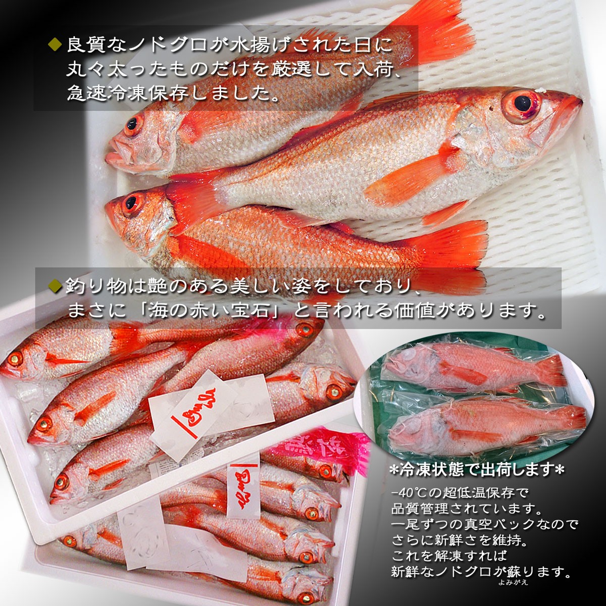 ノドグロ 10尾セット 1尾 約100g以上 新潟 日本海産 高級魚 アカムツ 新鮮 真空 急速冷凍 冷凍 魚介類 日本海 新潟産 国産 松竹梅 魚介 年末 推し【梅】uomizushima005