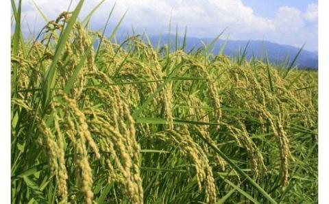 令和5年産 JA北新潟米 食べ比べセット 今摺米 【 新潟 新発田 米 食べ比べ 特別栽培米 コシヒカリ 新之助 こしいぶき 6kg 2kg 3袋 JA北新潟 今ずり米 D62 】