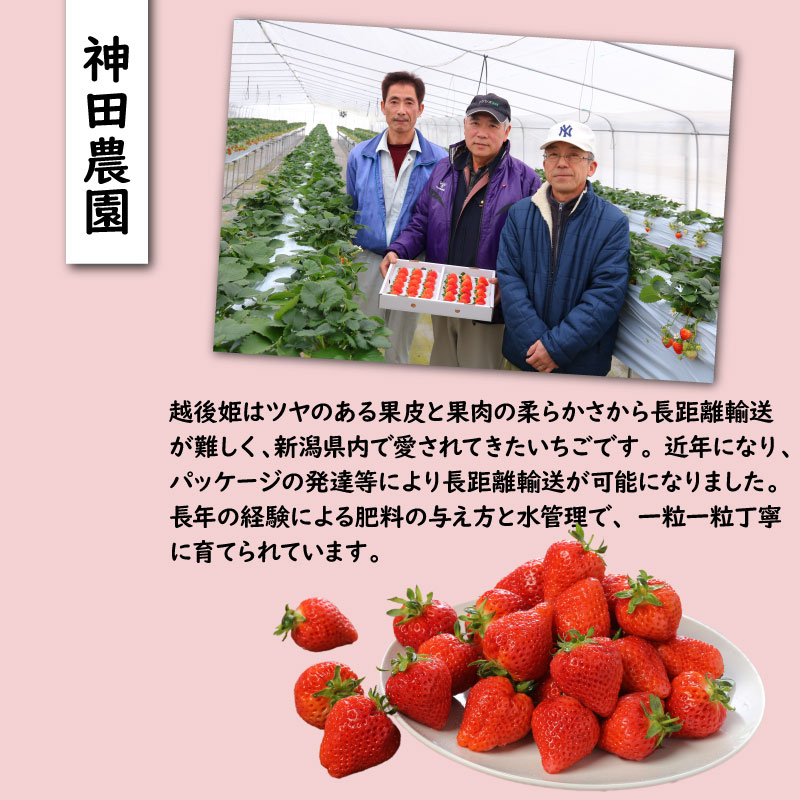 いちご 越後姫 3L～2L 24粒 30粒 採れたて 苺 イチゴ 新潟県 新発田市 えちごひめ 朝どれ 大きい 甘い 生産者直送 農家 直送 数量限定 季節限定 期間限定 C11_02