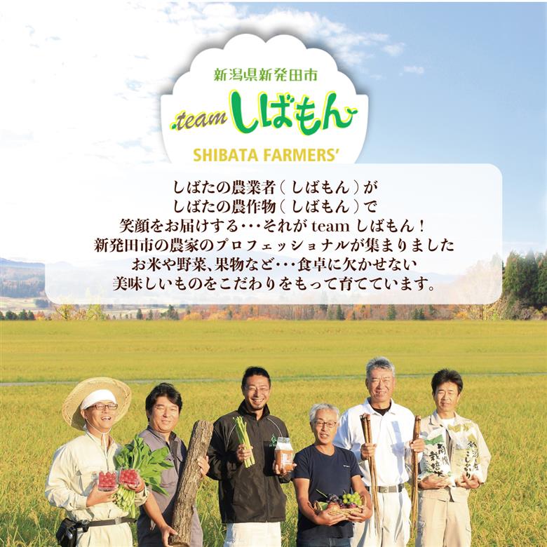 【年3回お届け】teamしばもん 季節の野菜セット 定期便 C17_01