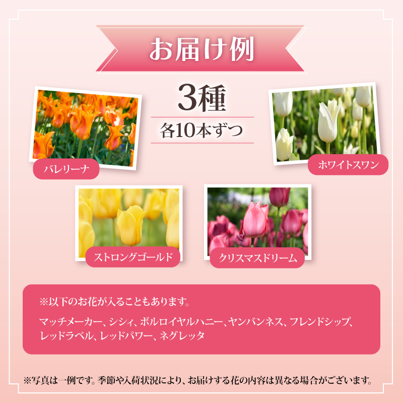 先行予約 チューリップ 30本 色お任せ 3品種 花 お花 はな ちゅーりっぷ 春 インテリア 自宅用 JA北新潟 （北越後）新潟 新発田 JA004