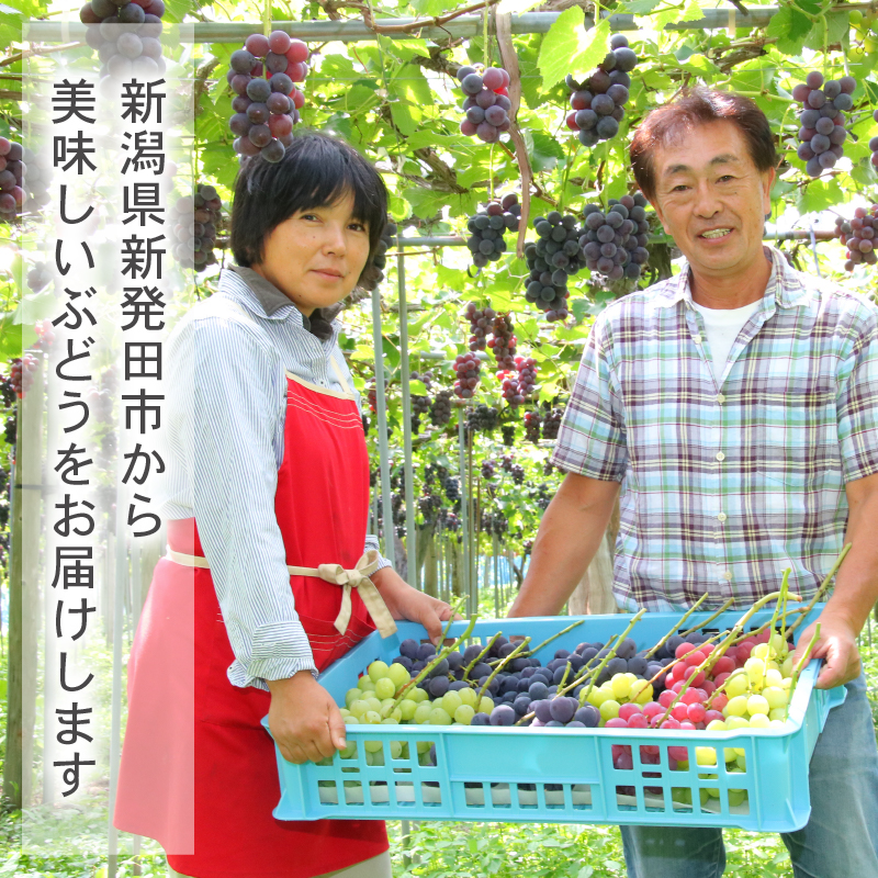 2026年先行予約 ぶどう セット 3種 ぶどう 詰め合わせ セット シャインマスカット ピオーネ クインニーナ 果物 くだもの フルーツ 葡萄 ブドウ ぶどう マスカット シャイン マスカット 髙橋農園 新潟県 新発田市 C12_01