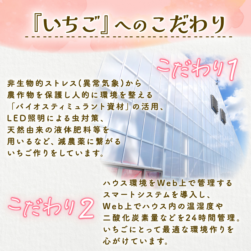 【2026年1月中旬発送開始】 いちご 越後姫 １パック 【 果物 いちご おやつ 健康 フルーツ スイーツ スイーツ作り ケーキ ケーキ作り 数量限定 先行予約 新潟県 新発田市 shibatafarm001 】