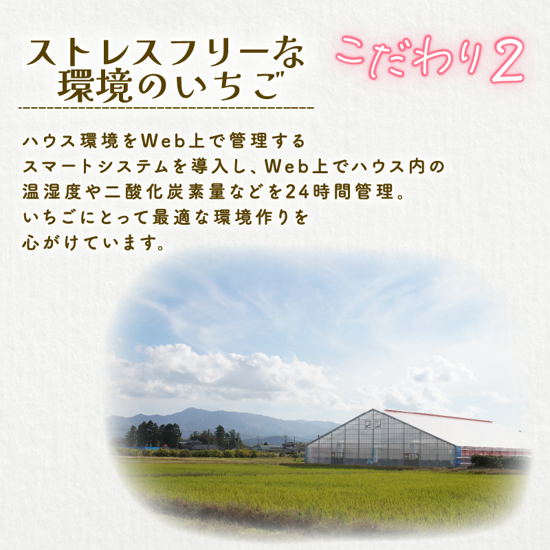 【2026年1月末発送開始】 いちご １パック 12or15粒 ベリーポップ 果物 いちご おやつ 健康 フルーツ スイーツ スイーツ作り ケーキ ケーキ作り 数量限定 先行予約 新潟県 新発田市 shibatafarm002