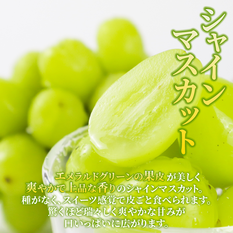 2026年発送 先行予約 果物 定期便 全3回 シャインマスカット 桃 ルレクチェ 洋ナシ ル・レクチェ ぶどう くだもの フルーツ 新潟 新発田 髙橋農園 takahashi004