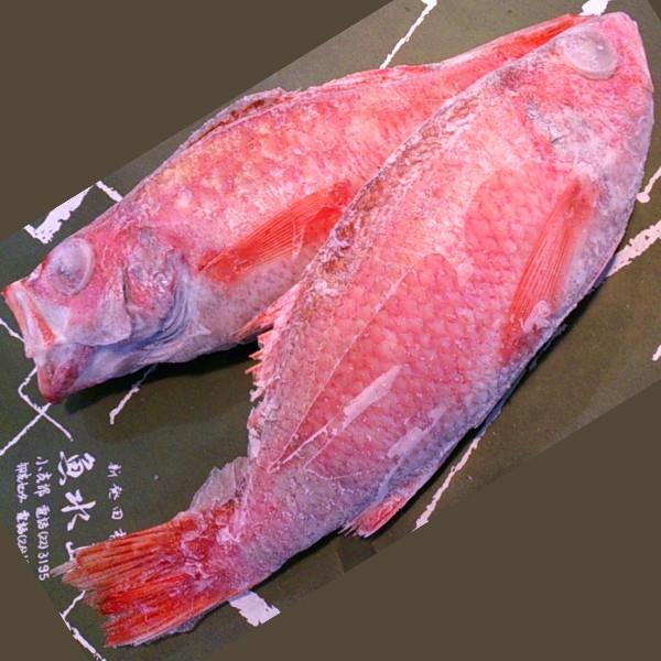 ノドグロ 10尾セット 1尾 約100g以上 新潟 日本海産 高級魚 アカムツ 新鮮 真空 急速冷凍 冷凍 魚介類 日本海 新潟産 国産 松竹梅 魚介 年末 推し【梅】uomizushima005