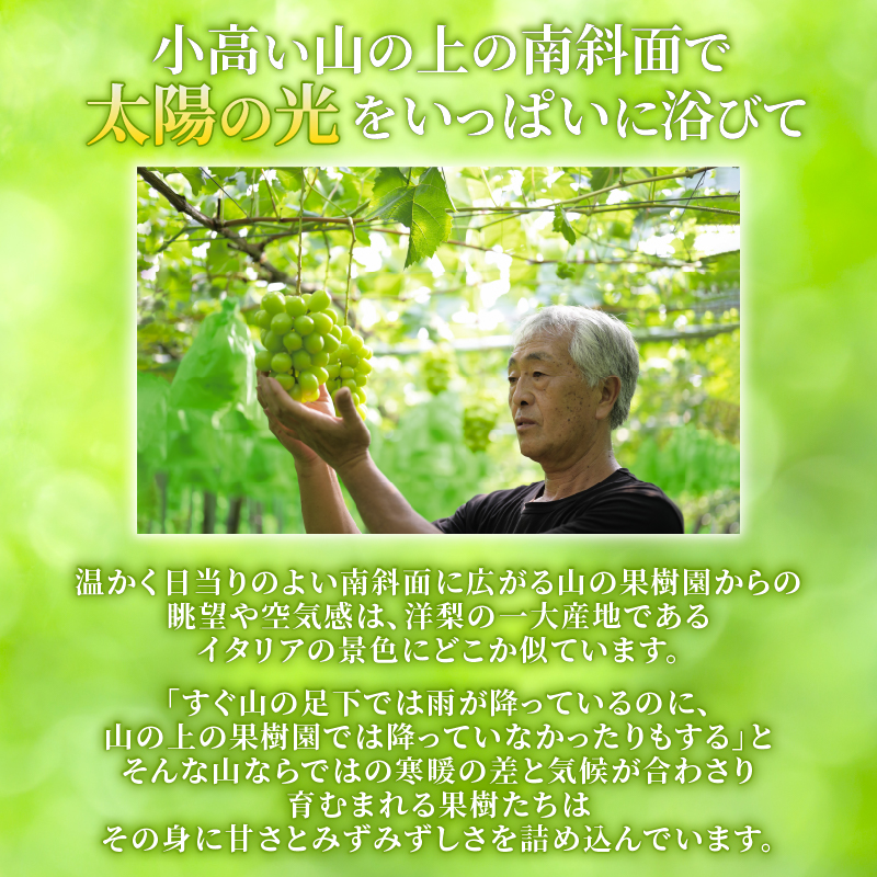 2026年先行予約 シャインマスカット 約1.2kg 2～3房 マスカット 果物 くだもの フルーツ スイーツ 葡萄 ブドウ ぶどう 髙橋農園 新潟県 新発田市 C06_01