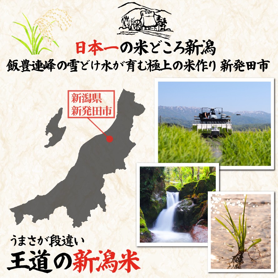 【定期便】 令和7年産 新潟産こしいぶき 10㎏×3か月 【 新潟県 新潟産 新潟米 新発田産 新発田 お米 米 こしいぶき とんとん市場 せいだ 5kg 10kg 30kg 3か月 定期便 数量限定 玄米 D59_04 】