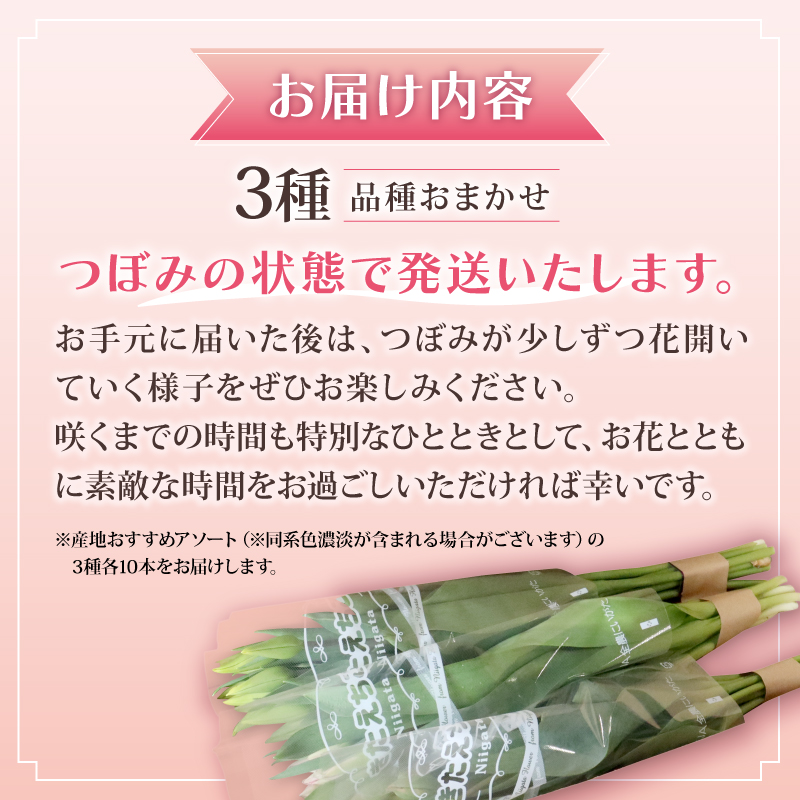 先行予約 チューリップ 30本 色お任せ 3品種 花 お花 はな ちゅーりっぷ 春 インテリア 自宅用 JA北新潟 （北越後）新潟 新発田 JA004
