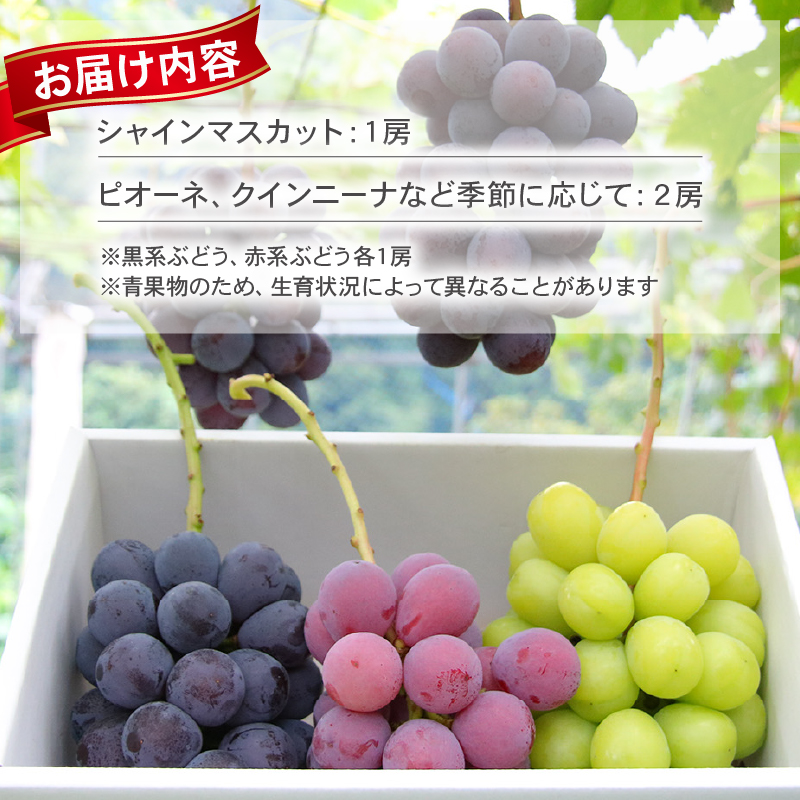 2026年先行予約 ぶどう セット 3種 ぶどう 詰め合わせ セット シャインマスカット ピオーネ クインニーナ 果物 くだもの フルーツ 葡萄 ブドウ ぶどう マスカット シャイン マスカット 髙橋農園 新潟県 新発田市 C12_01