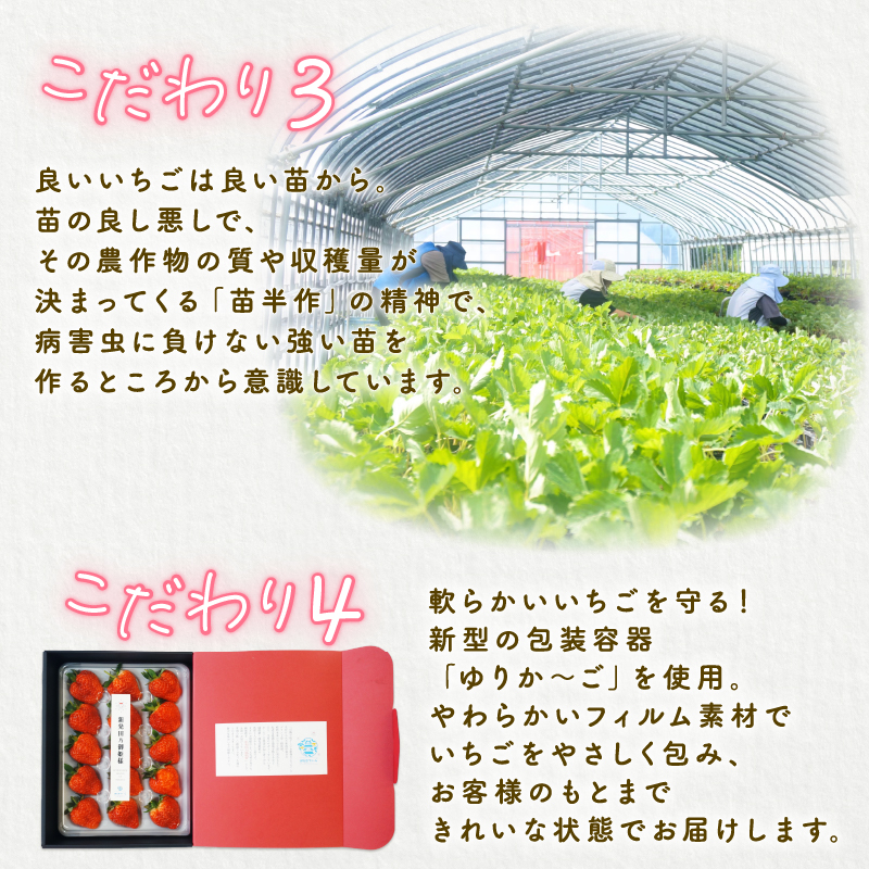 【2026年1月中旬発送開始】 いちご 越後姫 １パック 【 果物 いちご おやつ 健康 フルーツ スイーツ スイーツ作り ケーキ ケーキ作り 数量限定 先行予約 新潟県 新発田市 shibatafarm001 】