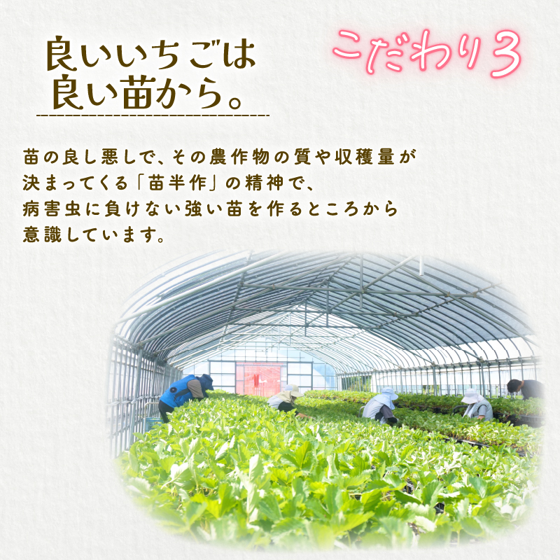 【2026年1月末発送開始】 いちご １パック 12or15粒 ベリーポップ 果物 いちご おやつ 健康 フルーツ スイーツ スイーツ作り ケーキ ケーキ作り 数量限定 先行予約 新潟県 新発田市 shibatafarm002