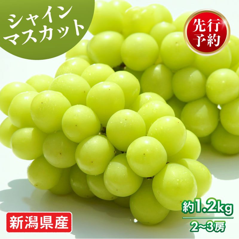 2026年先行予約 シャインマスカット 約1.2kg 2～3房 マスカット 果物 くだもの フルーツ スイーツ 葡萄 ブドウ ぶどう 髙橋農園 新潟県 新発田市 C06_01
