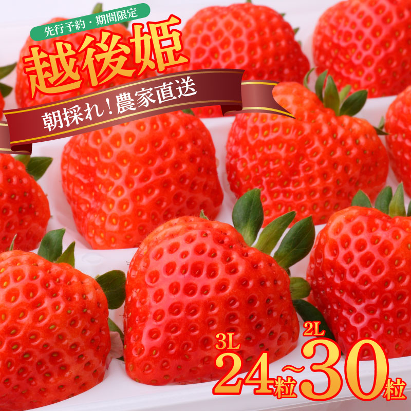 いちご 越後姫 3L～2L 24粒 30粒 採れたて 苺 イチゴ 新潟県 新発田市 えちごひめ 朝どれ 大きい 甘い 生産者直送 農家 直送 数量限定 季節限定 期間限定 C11_02