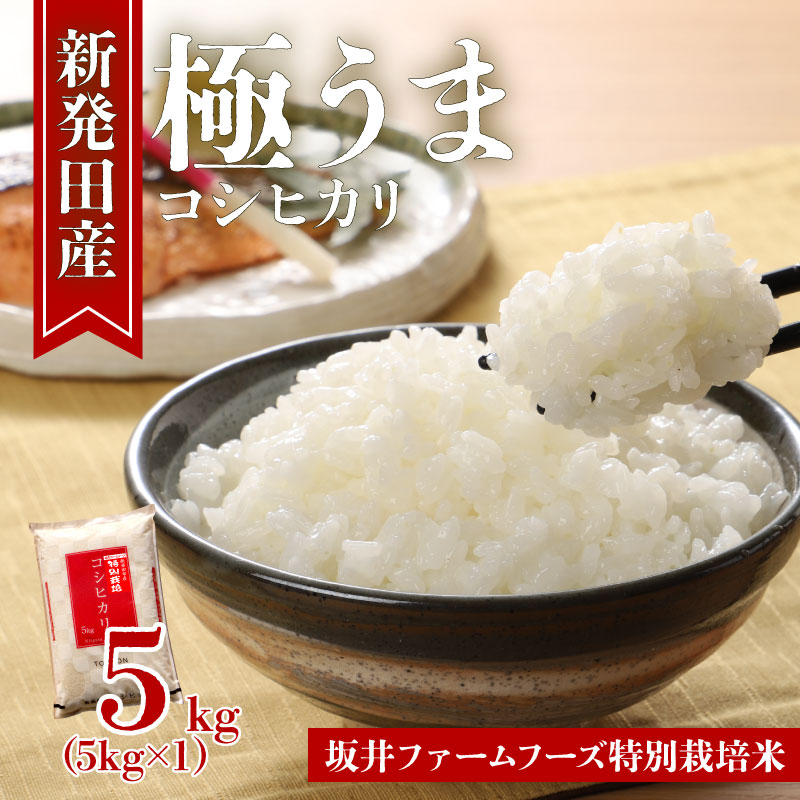 令和7年産 新潟県産 コシヒカリ 5kg 坂井ファーム 特別栽培米コシヒカリ 新潟 新発田 米 玄米 精米 白米 ご飯 おにぎり 弁当 こしひかり おこめ せいだ 新潟 新発田 D83_03