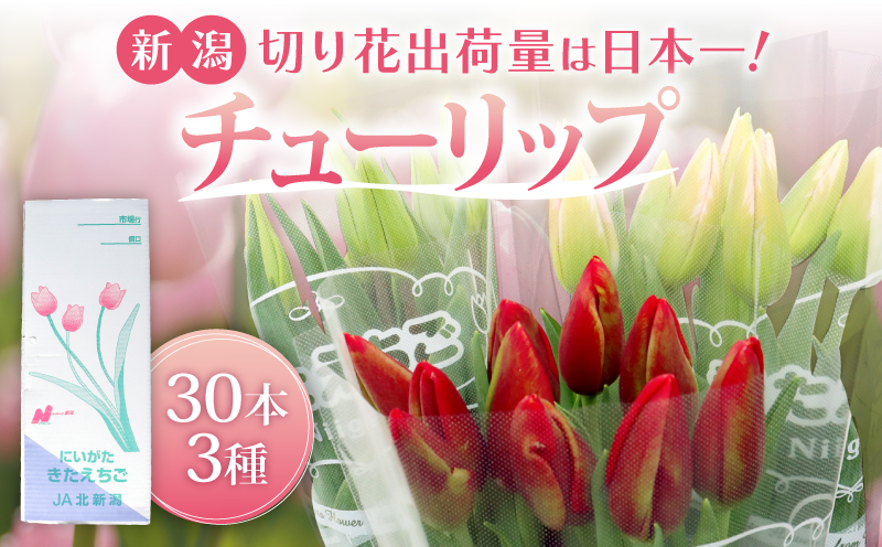 先行予約 チューリップ 30本 色お任せ 3品種 花 お花 はな ちゅーりっぷ 春 インテリア 自宅用 JA北新潟 （北越後）新潟 新発田 JA004