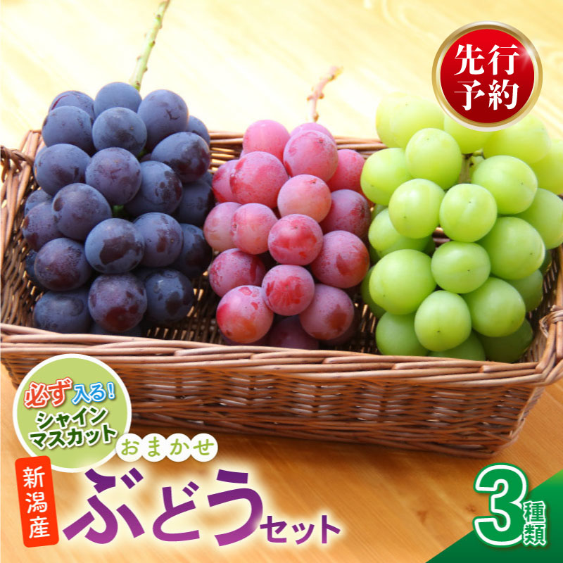 2026年先行予約 ぶどう セット 3種 ぶどう 詰め合わせ セット シャインマスカット ピオーネ クインニーナ 果物 くだもの フルーツ 葡萄 ブドウ ぶどう マスカット シャイン マスカット 髙橋農園 新潟県 新発田市 C12_01