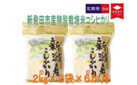 [定期便]令和5年産 特別栽培米コシヒカリ 2kg×2袋×6ヵ月 D29_01