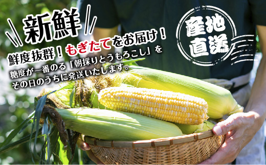 ｜先行予約受付｜令和7年産 朝採れ とうもろこし ゴールドラッシュ ピュアホワイト Lサイズ 各8本 計16本 食べ比べ 産地直送 農園 野菜 わくわくファーム 送料無料