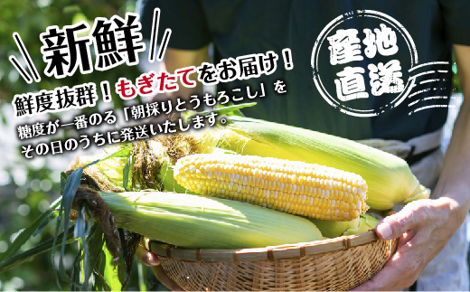 令和7年産 朝採れ とうもろこし ゴールドラッシュ Lサイズ 16本 甘い 国産 トウモロコシ 産地直送 新鮮 フレッシュ コーン 農園 野菜 農作物 わくわくファーム 送料無料 グルメ