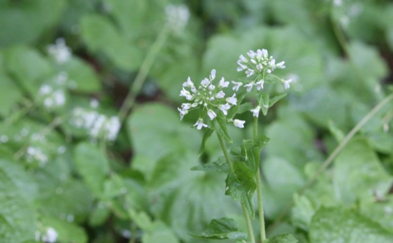 【幻の山菜】「花わさび」しょうゆ漬け　85g×3個セット