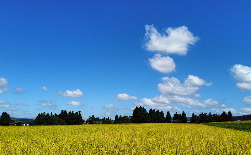 令和7年産 魚沼産コシヒカリ 精米2kg お米 こしひかり
