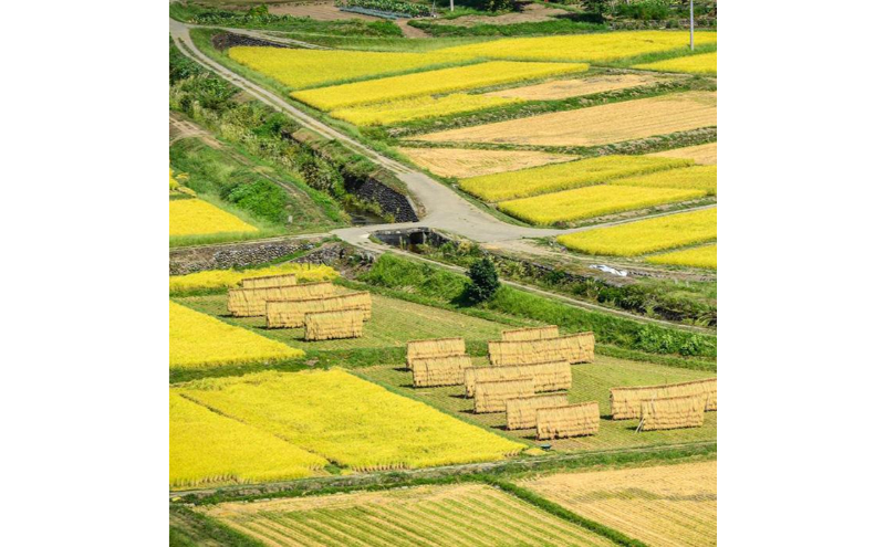 【令和7年産】定期便！魚沼産 新之助【合計60kg】10kg×6回 お米 米 こめ コメ