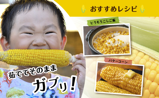 令和7年産 朝採れ とうもろこし ゴールドラッシュ Lサイズ 16本 甘い 国産 トウモロコシ 産地直送 新鮮 フレッシュ コーン 農園 野菜 農作物 わくわくファーム 送料無料 グルメ