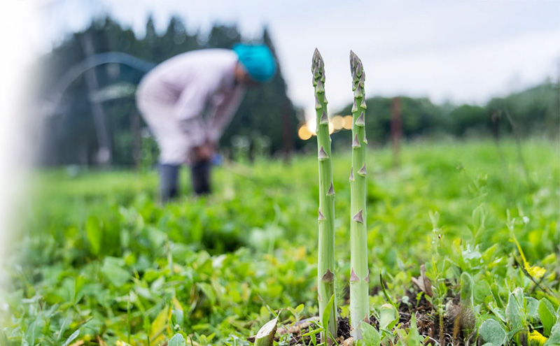 アスパラガス 1kg 野菜 アスパラ 新潟県 十日町市