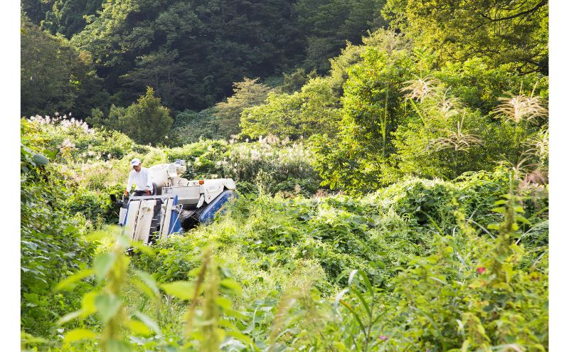 江戸伝承棚田米４Kg（２kg×２）